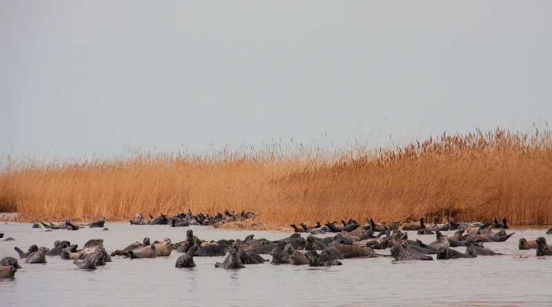 Caspian seals. The photo was credited by S.J. Goodman.