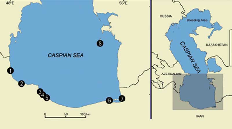 Первые зарегистрированные на побережье Ирана бельки каспийского тюленя (Pusa capsica), находящегося под угрозой исчезновения