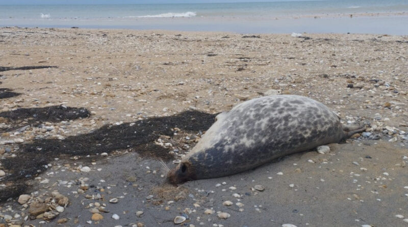 A dead seal. The mass mortality of Caspian seals, Bautino, Kazakhstan, May 12, 2023. Photo: CAIER.