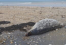 Погибшие каспийские тюлени, Баутино, Казахстан