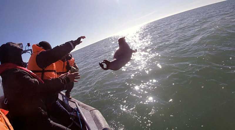 Казахстанские и российские пограничники спасли 54 каспийских тюленя, Каспийское море. Фотография ПС КНБ РК.