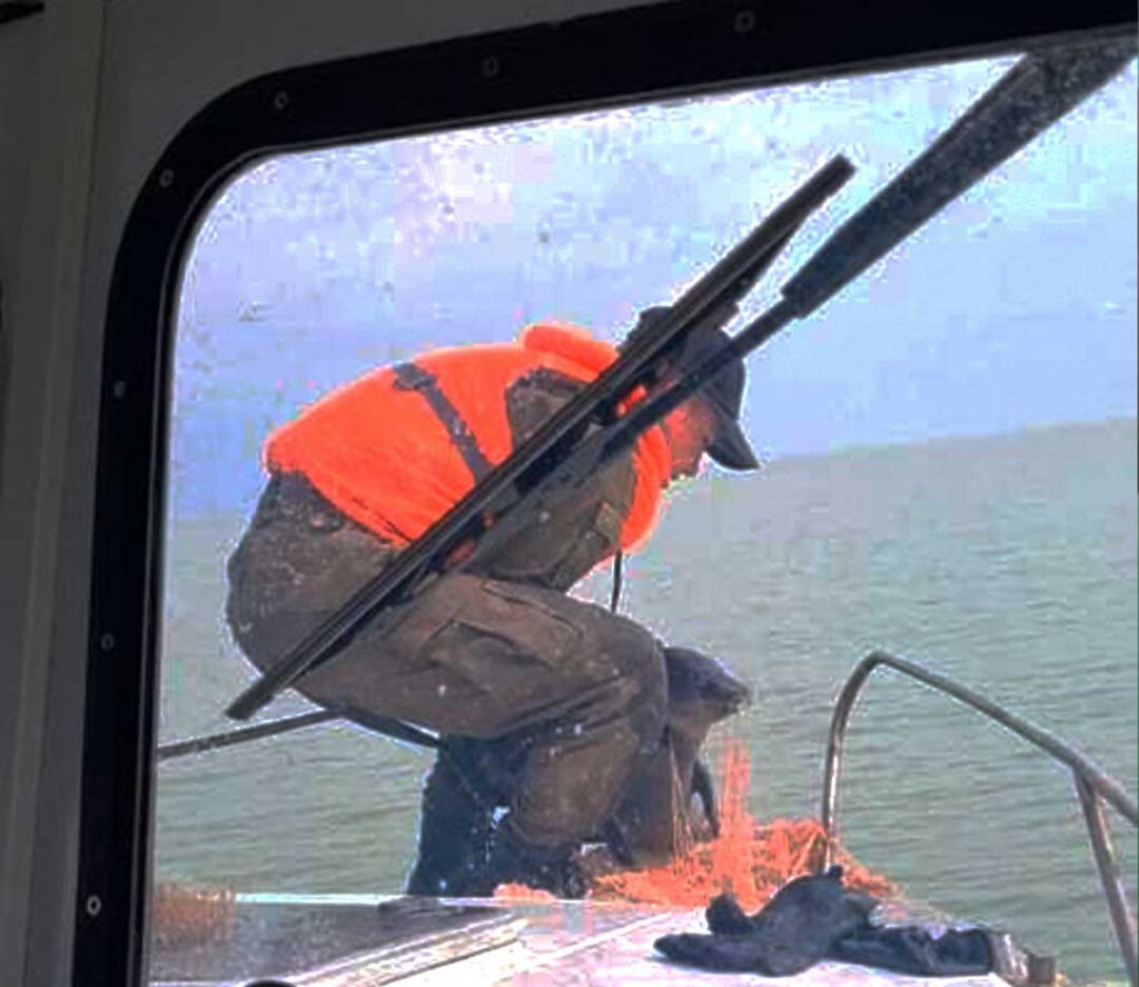 Казахстанские и российские пограничники спасли 54 каспийских тюленя, Каспийское море. Фотография ПС КНБ РК.