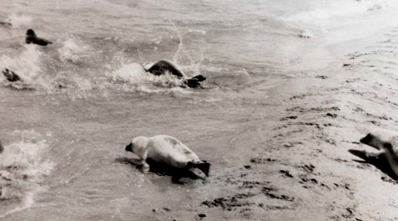 Каспийские тюлени на острове Большой Осушной, Туркменбашинский залив Каспия, Туркменистан, 1972 г. Фотография Щербины А.А.