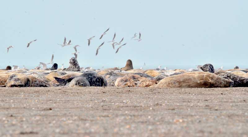 Каспийские тюлени, Казахстан. Фотография М.Т. Баймуканова