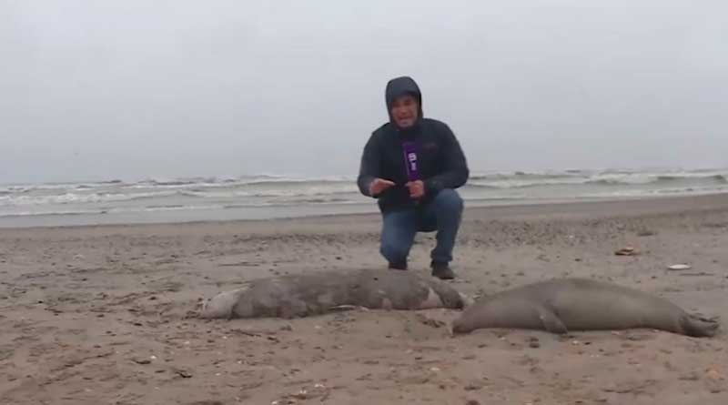 Dead Caspian seals on the coast between Makhachkala and Kaspiysk, Dagestan, the Caspian Sea, December 10, 2023. Photo by Izvestia Information Portal.