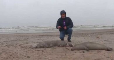 Берег мёртвых тюленей