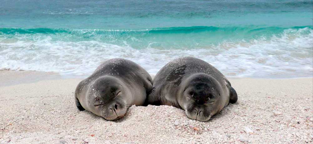 Hawaiian monk seals. Photo from The Marine Mammal Center’s web-site.