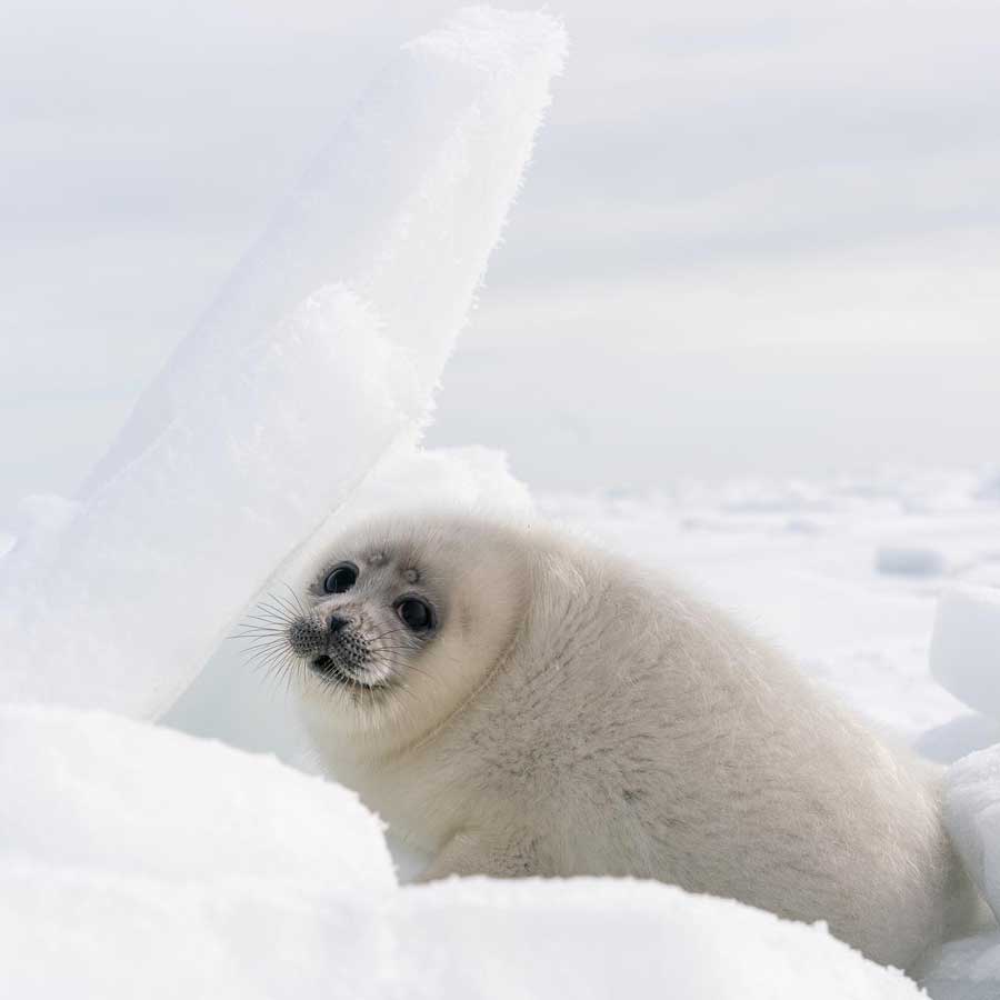 A Caspian seal pup. The 7th International Expedition organized by CAIER, the Northern Caspian, January 2023. Photo by Sarah Del Ben.