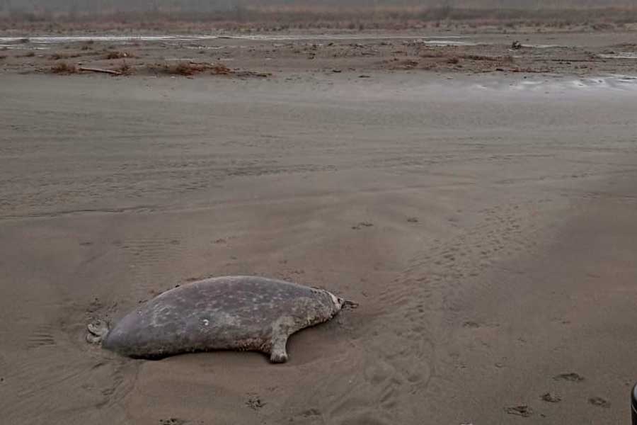 A dead Caspian seal on the cost between Primorsky and Karasu-2. Dagestan, the Caspian Sea, December 14, 2023. Photo credited by Yu.A. Yarovenko.
