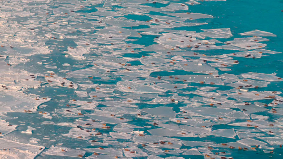 Caspian seal haul-outs on ice in the north-eastern Caspian Sea, Kazakhstan. Still from the film “Caspian Seal”. NCOC N.V., 2023.