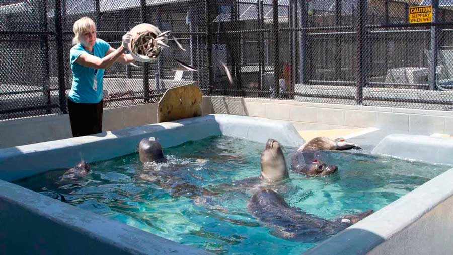 Центр морских млекопитающих, Саусалито, США. Фотография с сайта центра.