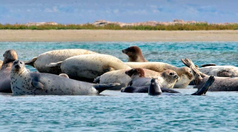 Каспийские тюлени на шалыге в северо-восточной части Каспия, Казахстан. Фото М.Т. Баймуканова.