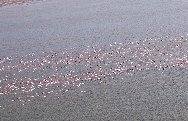 Зимующие фламинго. Фотография А.А. Щербины.