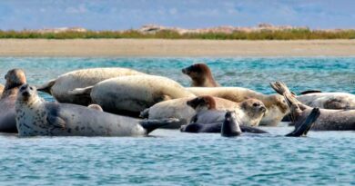 In search of the Caspian Seal